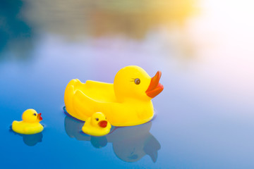 Yellow toy rubber duck family floats in the pool