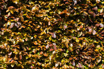 Brown and purple leaves in hedging