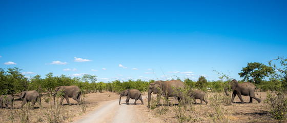 Elefanten-Familie queren Piste im Krüger Nationalpark