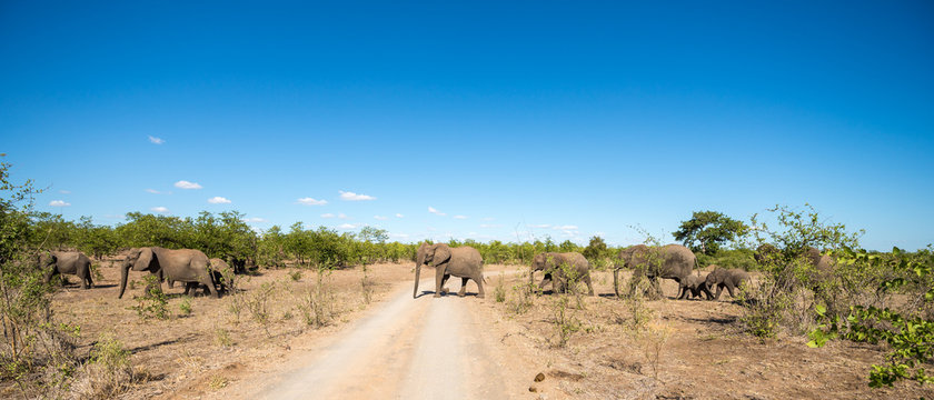 Fototapeta Elefanten-Familie beim Überqueren des Strasse im Krüger Nationalpark
