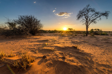 Sonnenuntergangs-Stimmung in der Kalahari - obrazy, fototapety, plakaty