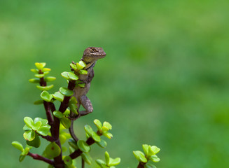 Lizard Posing on Jade Plant