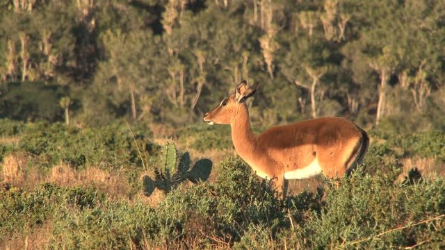 Deer eating South Africa