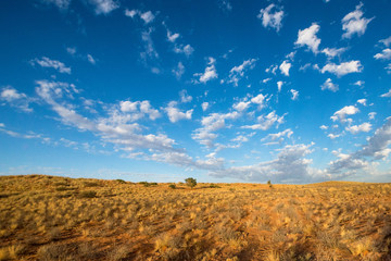Fototapeta na wymiar Landschaft mit Dünen und Büschen in der Kalahari Wüste