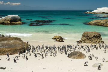 Brillenpinguine am Strand vom Boulders Beach, nahe Kapstadt