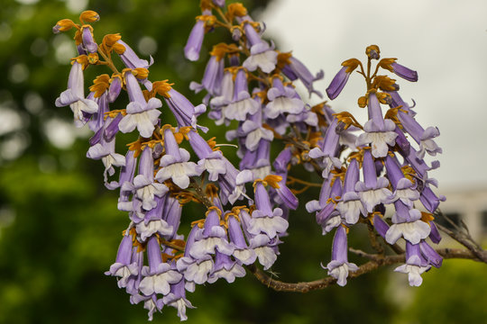 Blauglockenbaum