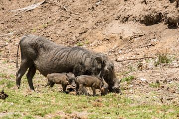 Warzenschwein-Familie im Krüger Nationalpark