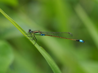 Green and turquoise damselfly