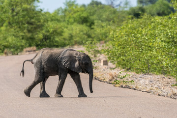 Fototapeta premium Junger Elefant beim Überqueren der Strasse