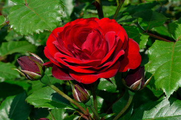 バラ、ラバグルート/色の濃い赤で平咲き。晴天時を選びコンディションの良い時間帯に撮影。