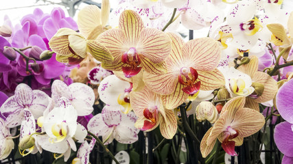 Orchid flowers. Moth or Phalaenopsis orchids, beautiful colorful background.