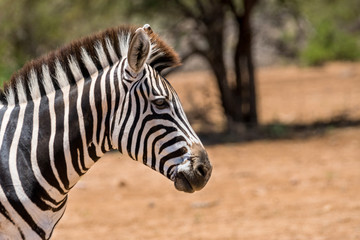 Fototapeta na wymiar Zebra auf Safari im Krüger Nationalpark
