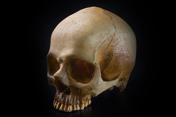 Obraz premium Skull in black background image close up