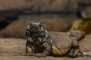 Chuckwalla