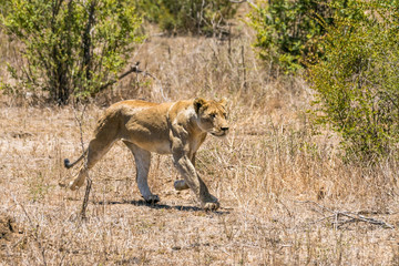 sprintende Löwin auf Safari im Krüger Nationalpark
