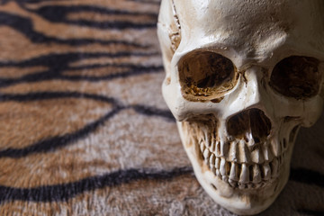 Skull on tiger skin image close up