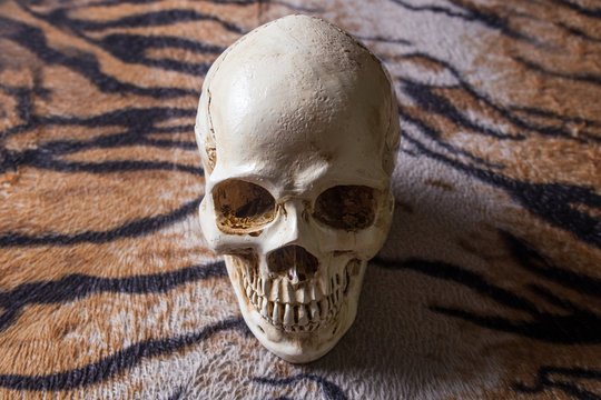 Skull on tiger skin image close up