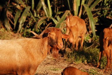 Goat with horns in the countryside, Alozaina, Spain.