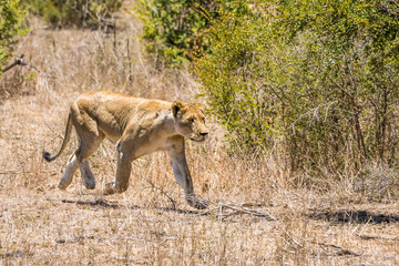 sprintende Löwin auf Safari im Krüger Nationalpark