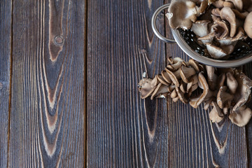 Oyster mushrooms top view