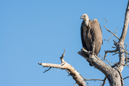 Geier auf Safari im Kr&uuml;ger Nationalpark