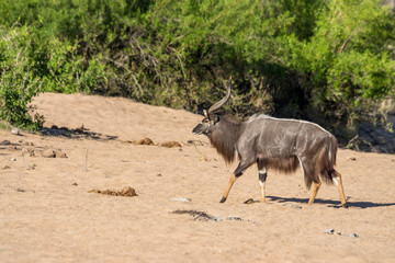 Nyala-Bock auf Safari im Krüger Nationalpark