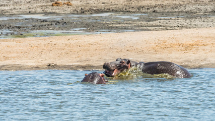Fototapeta premium Nilpferde auf Safari im Krüger Nationalpark