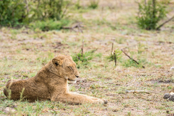Ruhende Löwen auf Safari im Krüger Nationalpark