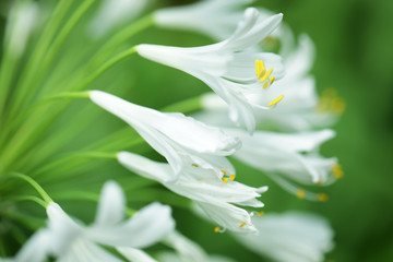 close up of white agapanthus flower as background.