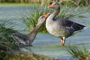 Graugans im Frühjahr