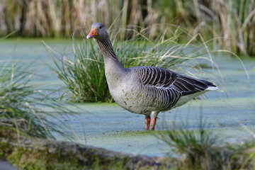 Graugans im Frühjahr