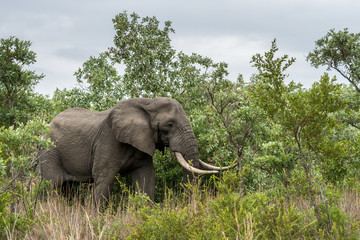 Naklejka premium Big Tusker auf Safari im Krüger Nationalpark
