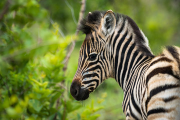Zebra Fohlen auf Safari im Kr&uuml;ger Nationalpa