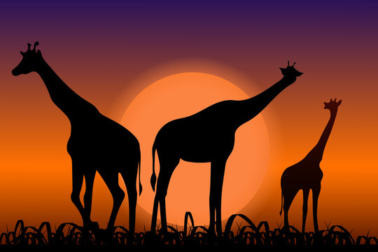 Giraffes. Back silhouettes in sunset