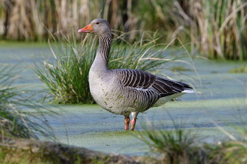 Graugans im Frühjahr