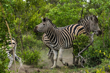 Fototapeta na wymiar Kämpfende Zebrahengste auf Safari im Krüger Nationalpa