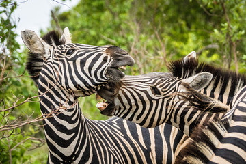 Kämpfende Zebrahengste auf Safari im Krüger Nationalpa