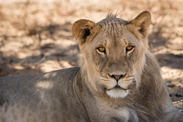 ruhende Löwen auf Safari in der Kalahari