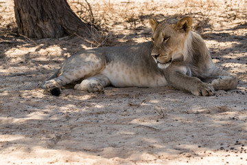 ruhende Löwen auf Safari in der Kalahari