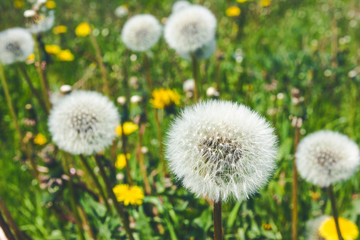 Dandelion puff ball on green grass field background.