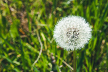 Dandelion puff ball on green grass field background.