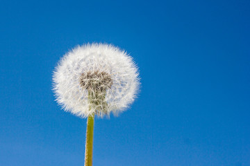 Dandelion puff ball flower isolated on blue sky.