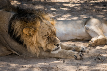 Schlafendes Löwen-Männchen auf Safari in der Kalahari