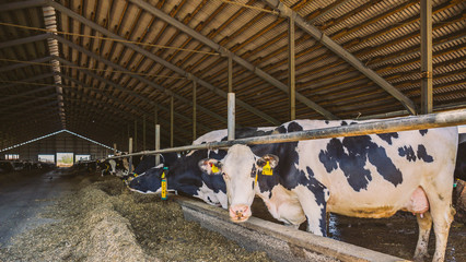 Black and white cows eats hay in stable
