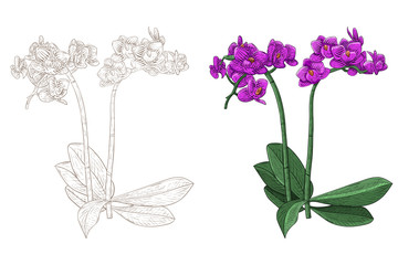 Purple phalaenopsis orchid. Colored and outline and drawn sketch - obrazy, fototapety, plakaty