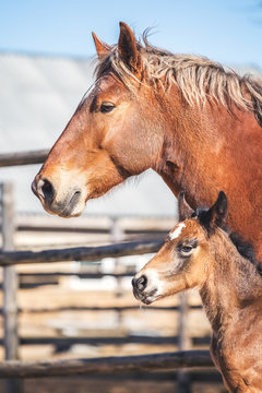 Newborn foal with his mother