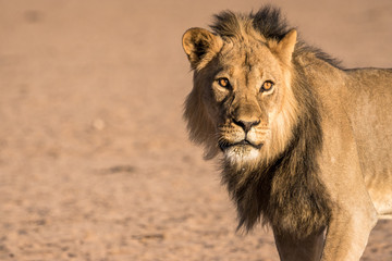 Stattliches Kalahari-Löwen-Männchen