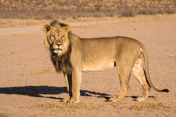 Stattliches Kalahari-Löwen-Männchen