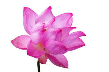 Obraz premium colorful blooming lotus flower isolated on white background.