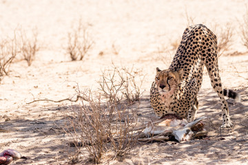 Gepard mit Beute, Kalahari